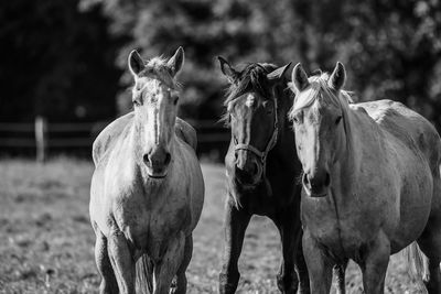 Horses on grassy field 