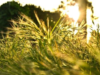 Close-up of plants growing on field