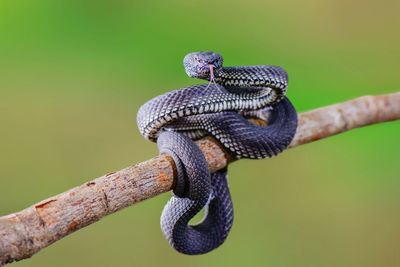 Close-up of lizard on branch