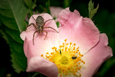Close-up of insect on flower