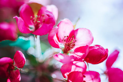 Close-up of pink flowers