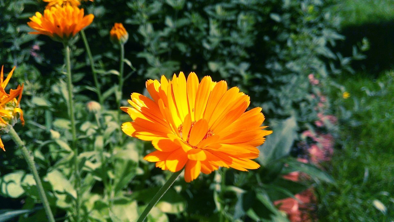 flower, petal, freshness, fragility, flower head, growth, beauty in nature, blooming, yellow, orange color, focus on foreground, close-up, plant, nature, pollen, in bloom, day, outdoors, no people, blossom, botany, green color, selective focus