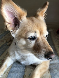 Close-up of dog looking away