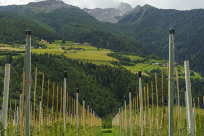 Scenic view of field against mountains