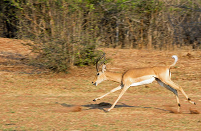 Deer in a field