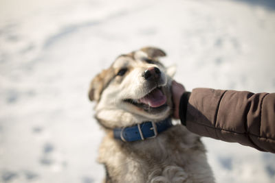 Close-up of man holding dog in snow