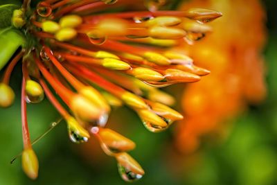 Close-up of yellow flowering plant