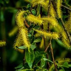 Pussy willow catkins 