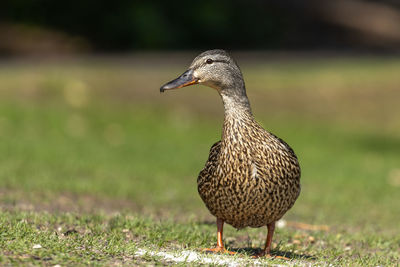 Close-up of duck on field