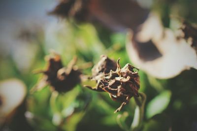 Close-up of plant against blurred background