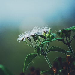 Close-up of plant against sky