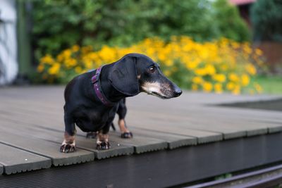 Close-up of dog by water