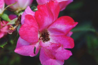 Close-up of pink flowers
