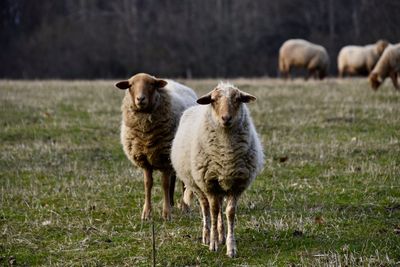 Sheep standing in a field