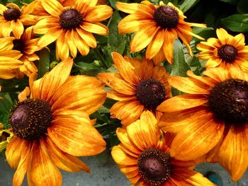 High angle view of yellow flowering plants in park