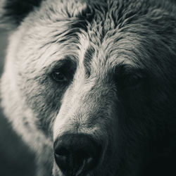 Close-up portrait of a dog
