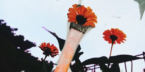 Close-up of red flowering plant