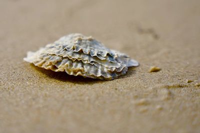 Close-up of crab on sand