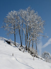 Trees on snow covered land against sky