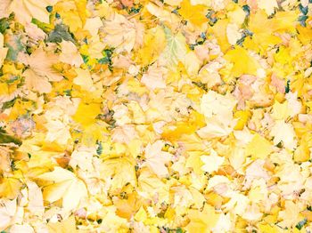 Close-up of yellow autumn leaves