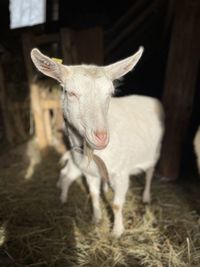 Horse standing in a field