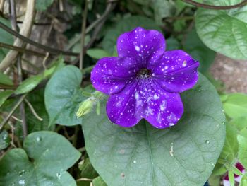 Close-up of wet purple flower
