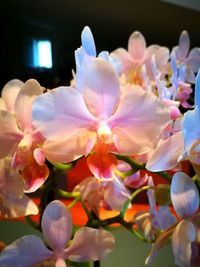 Close-up of flowers blooming outdoors