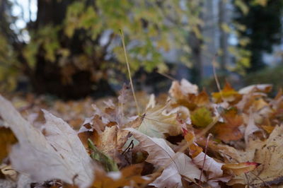 Close-up of leaves in autumn