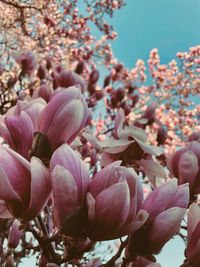 Close-up of pink cherry blossoms in spring