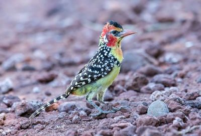 Close-up of a bird perching on a land