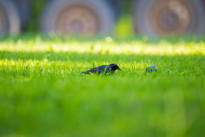 Close-up of insect on grass