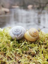 Close-up of snail on rock
