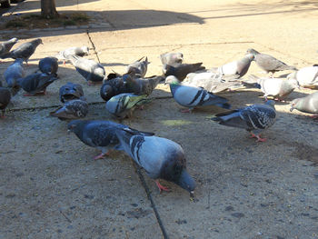 Pigeons perching on ground