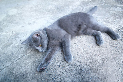 High angle view of cat lying outdoors