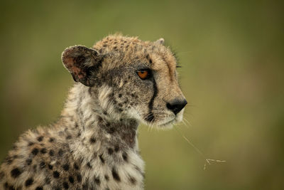 Close-up of cheetah looking away