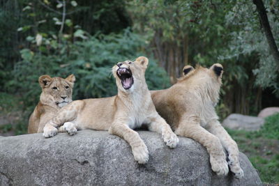 View of two cats on rock