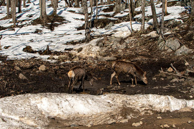 View of a deer during winter