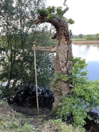 Tree trunk by lake against sky