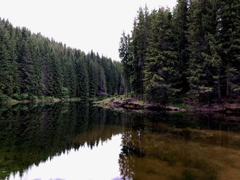 Scenic view of lake in forest