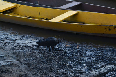 Bird on ground