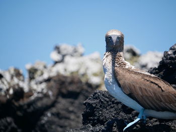 Close-up of bird perching against the sky