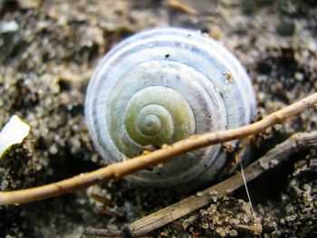 Close-up of snail on sand