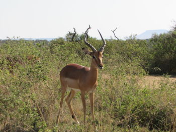 Deer standing on field against clear sky