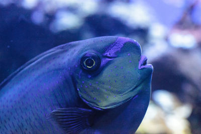 Close-up of fish swimming in coral reef