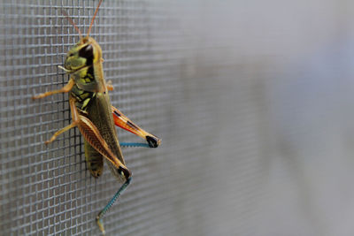 Close-up of butterfly on wall