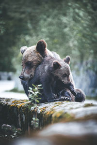 Bears on retaining wall at forest