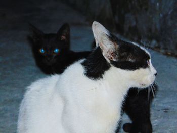 Close-up of cat sitting