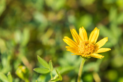 Close-up of yellow flower blooming outdoors