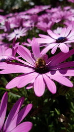 Close-up of bee on pink flower