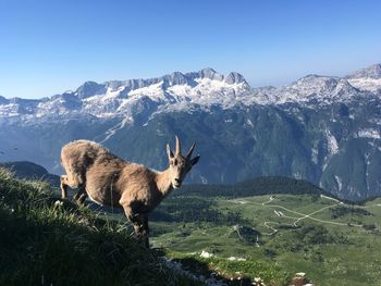 Ibex in a field